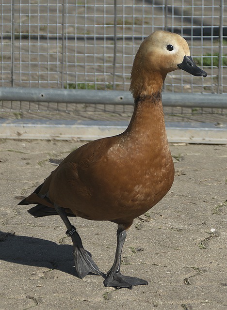 中并不少见